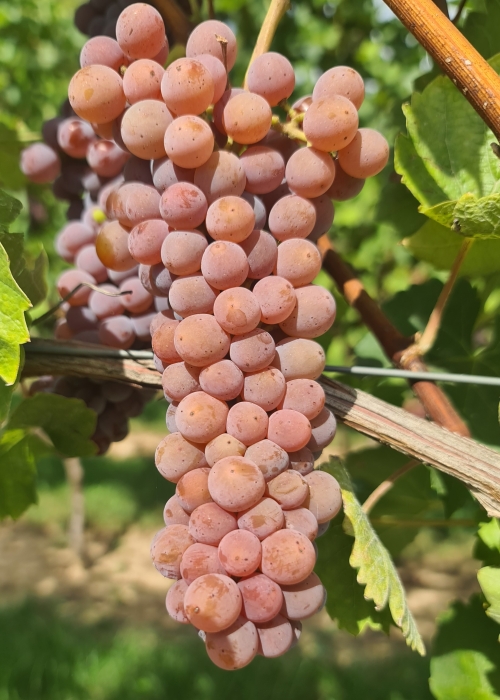 Souvignier gris 20260907 135858